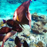 Snorkeling