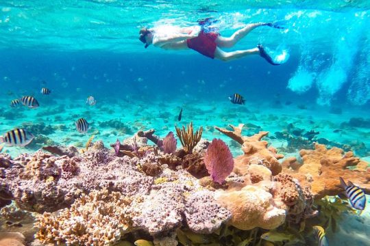 Pearl Island Escape with Snorkeling Experience and Lunch