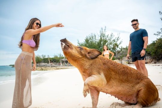 Rose Island: Sandy Toes Original Swimming Pigs and Snorkeling