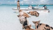⭐⭐⭐⭐⭐ **An Unforgettable Honeymoon Experience in Staniel Cay**