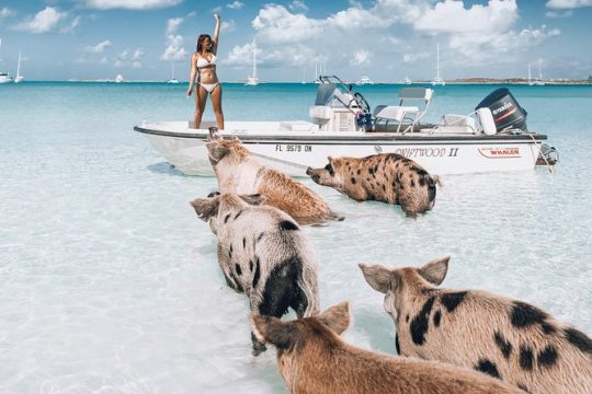 All Inclusive Intimate Pig Beach Excursion to Exuma Swimming Pigs has 7 Stops