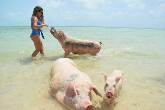 Swimming Pigs & Tour - Morning Excursion with Transportation