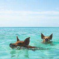 Sailing Trips