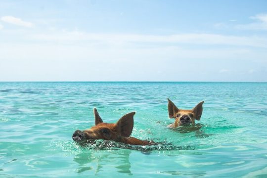 Swimming Pigs Encounter - Pigs can’t fly, but they do swim!