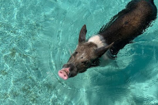 Private Full Day Exuma Adventure with Swimming Pigs, Grotto and Sandbar