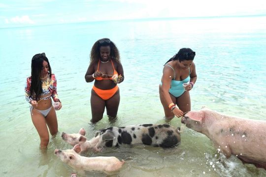 Swimming Pigs & Tour - Morning Excursion with Transportation