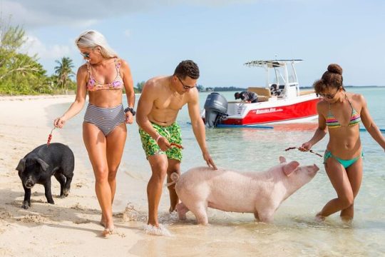 Swimming Pigs Of Rose Island Group Tour