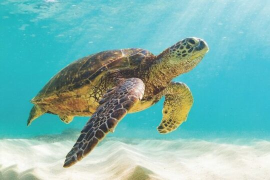 Powerboat and Snorkel Tour with Swimming Pigs and Turtles