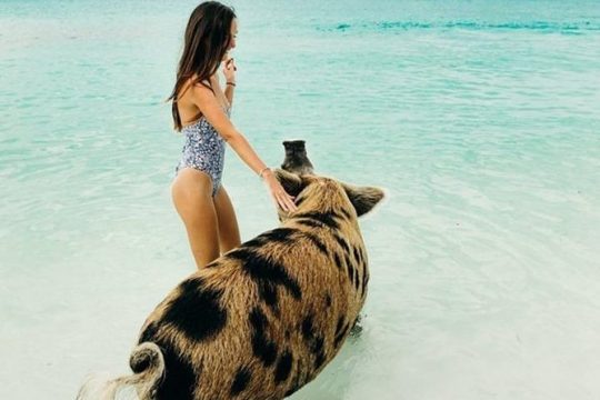 All Inclusive Intimate Pig Beach Excursion to Exuma Swimming Pigs has 7 Stops