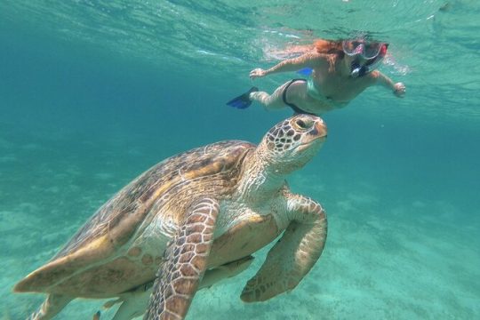 Half-Day at Green Cay Bahamas Snorkeling with Turtles