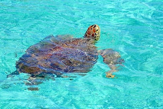 Half-Day Cruise of Rose Island with Snorkeling