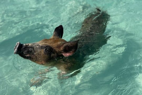 Swimming Pigs And Turtles Ultimate Excursion on 3 Islands by Boat