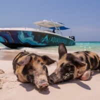 Day Cruises