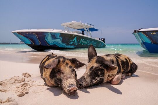 Rose Island Swimming Pigs, Snorkeling, Sea Turtles, Lunch at Beach Bar and Grill