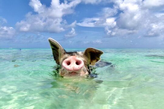 Swimming Pigs Encounter - Pigs can’t fly, but they do swim!