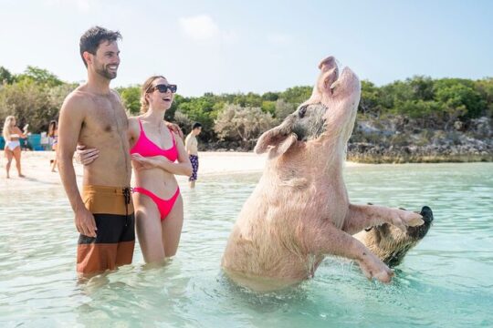 All Inclusive Intimate Pig Beach Excursion to Exuma Swimming Pigs has 7 Stops