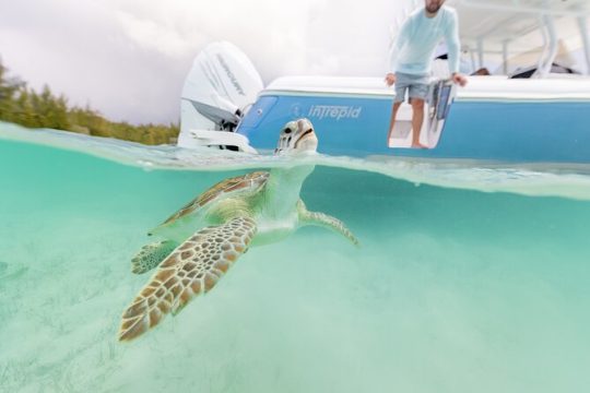 Swim with the Turtles! Harbour Island Luxury Private Boat Tour