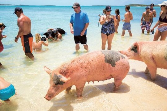 Swimming Pigs & Tour - Morning Excursion with Transportation