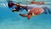 Magical sea turtles