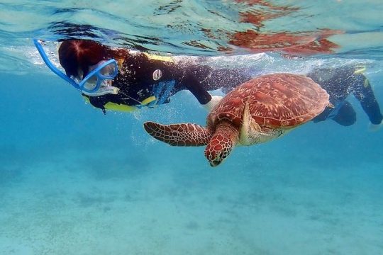 Snorkel/Swim with the Turtles Experience