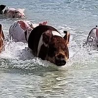 Snorkeling