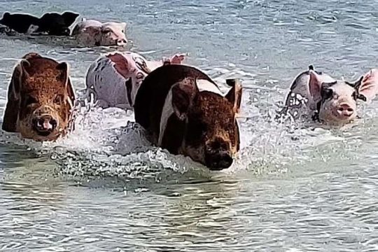 Swim with the Pigs/West End Experience