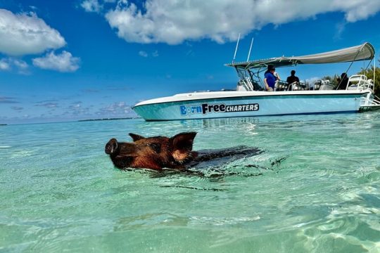 Full-Day Eleuthera Adventure with Swimming Pigs and Turtles