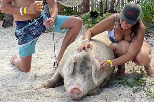 Swim with Pigs, Turtles & Snorkel. Lunch, Drinks pickup & dropoff