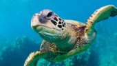 Great short turtle snorkeling excursion! 