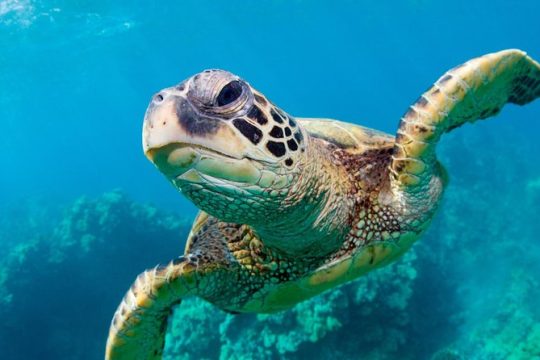 Bluefinn Charters Swimming with the turtles