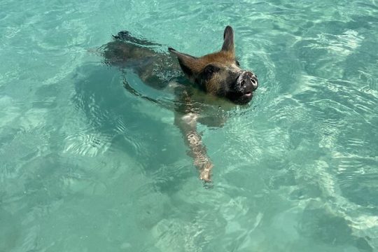 Private Swimming Pigs, Underwater Scooter/Turtles Excursion