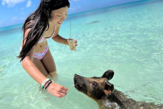 Swimming Pigs Tour on Rose Island