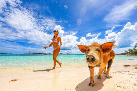 Swimming Pigs, Speed-Boat, Snorkeling, Beach Break Package