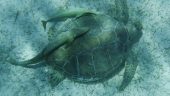 Pig island and turtle