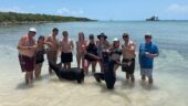 Swim with the pigs