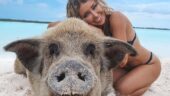 Pigs and Turtles Galore!