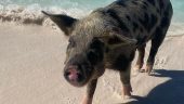 Budget Friendly Swimming with the Pigs in Rose Island