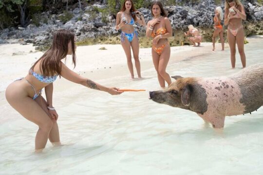 Piggy Splash Dash Of Rose Island Group Tour
