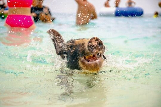 Swimming Pigs Encounter and Rose Island Beach Day Adventure