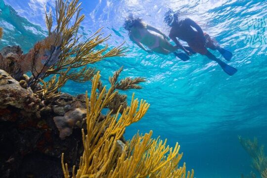 Explore Nassau's Best Spots with Snorkeling Tour